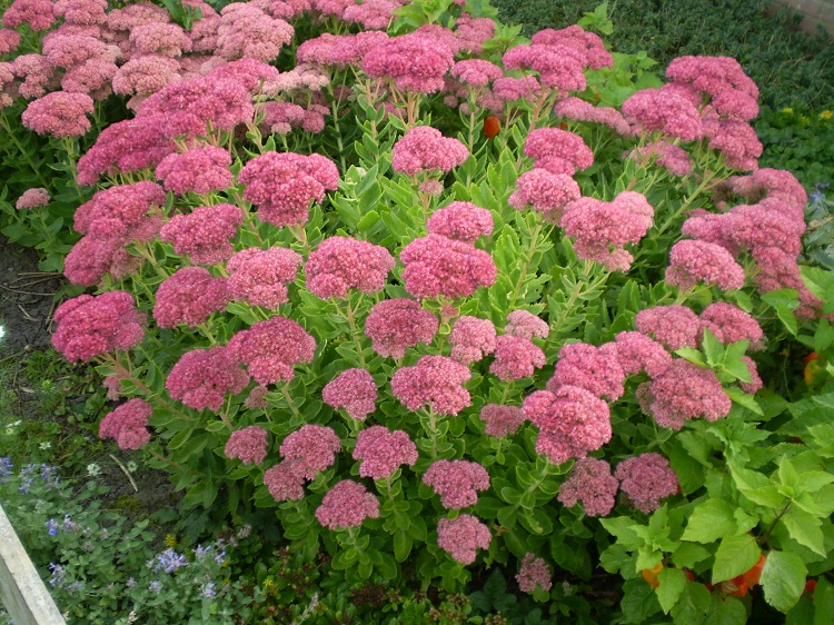 SEDUM SPECTABILE BRILLANT