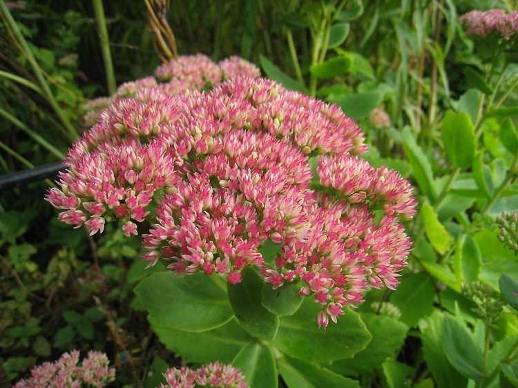 SEDUM SPECTABILE BRILLANT