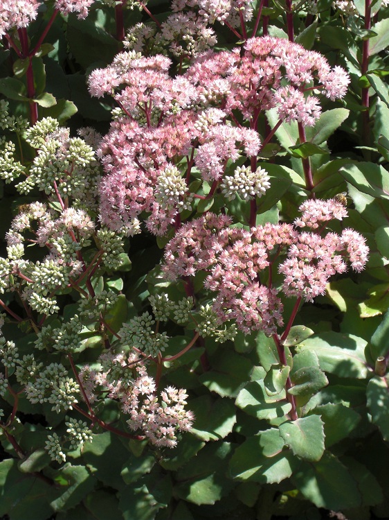 SEDUM SPECTABILE MATRONA