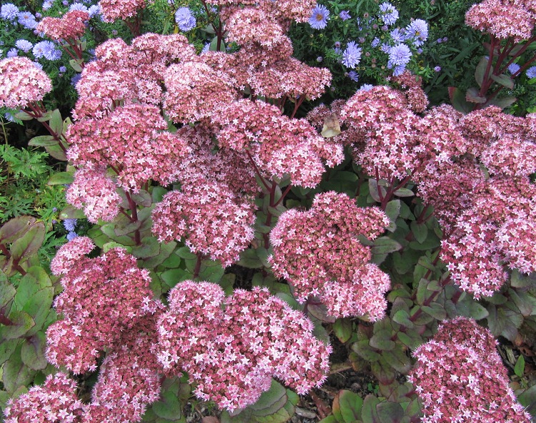 SEDUM SPECTABILE MATRONA