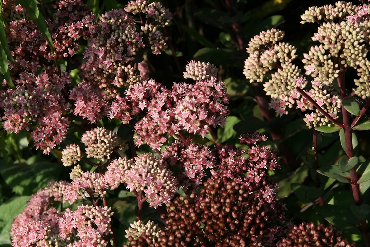 SEDUM SPECTABILE MATRONA