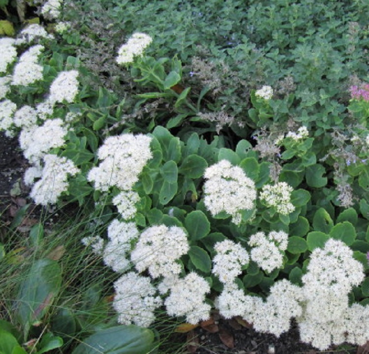 SEDUM SPECTABILE STARDUST