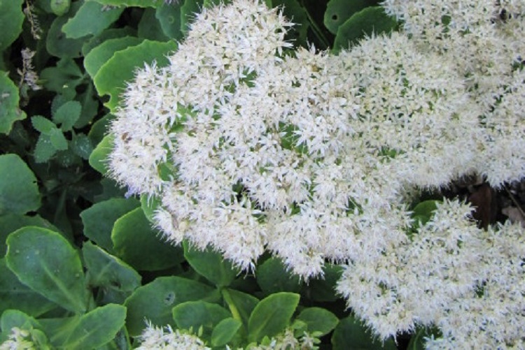 SEDUM SPECTABILE STARDUST