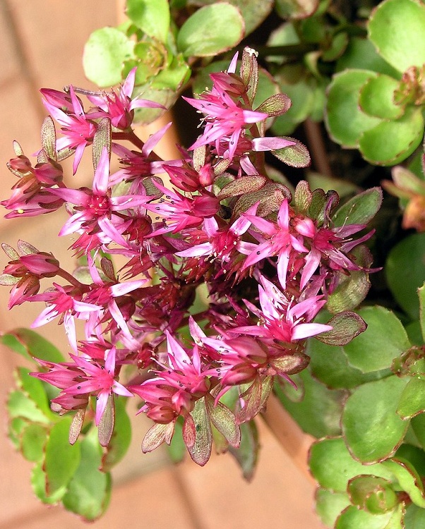 SEDUM SPURIUM FULDAGLUT