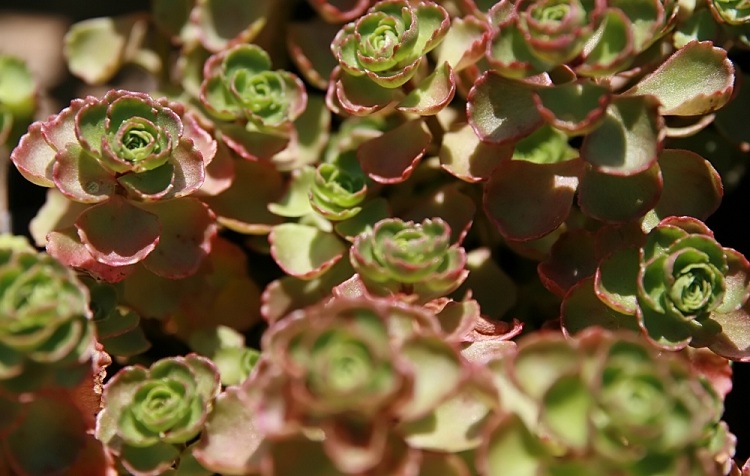 SEDUM SPURIUM FULDAGLUT