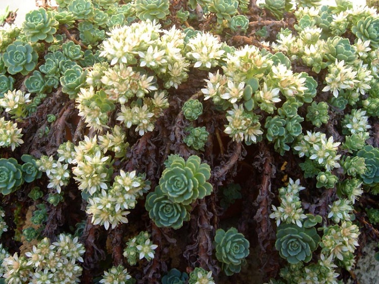 SEDUM PACHYCLADOS