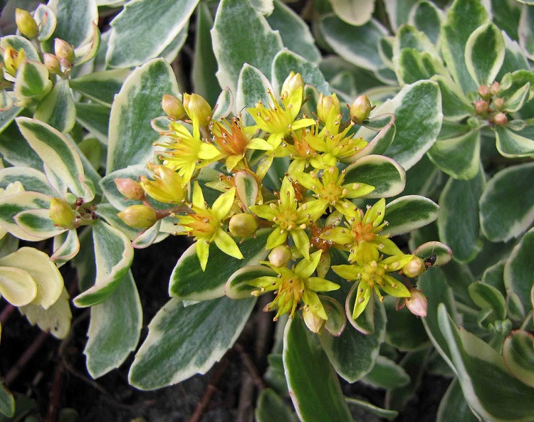 SEDUM KAMTSCHATICUM VARIEGATUM