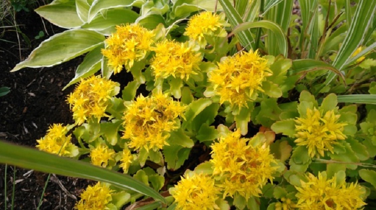 SEDUM HYBRIDUM IMMERGRUNCHEN