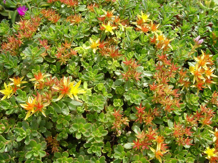 SEDUM FLORIFERUM WEIHENSTEPHANER GOLD