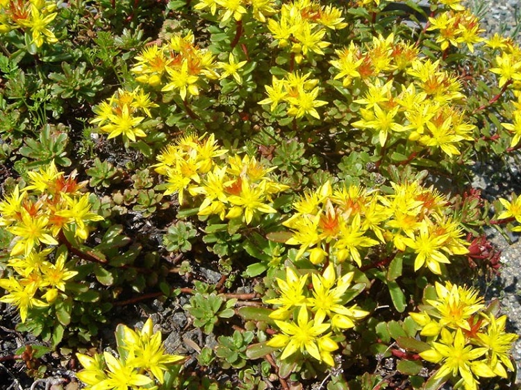 SEDUM FLORIFERUM WEIHENSTEPHANER GOLD