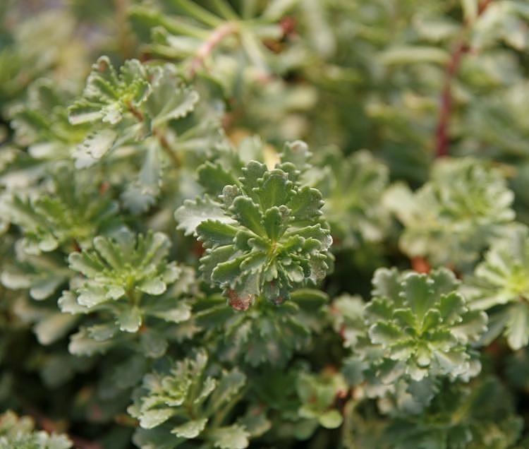 SEDUM FLORIFERUM WEIHENSTEPHANER GOLD