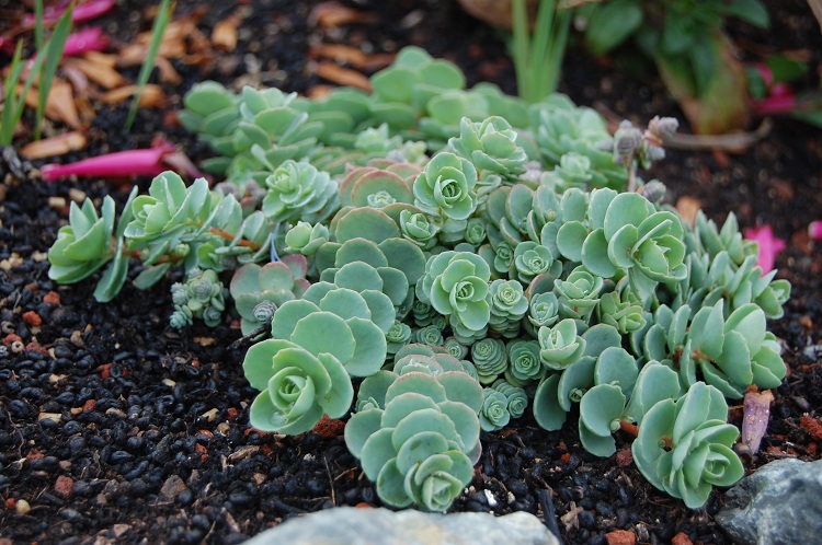 SEDUM EWERSII