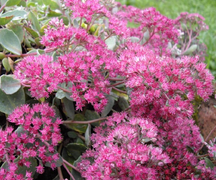 SEDUM EWERSII