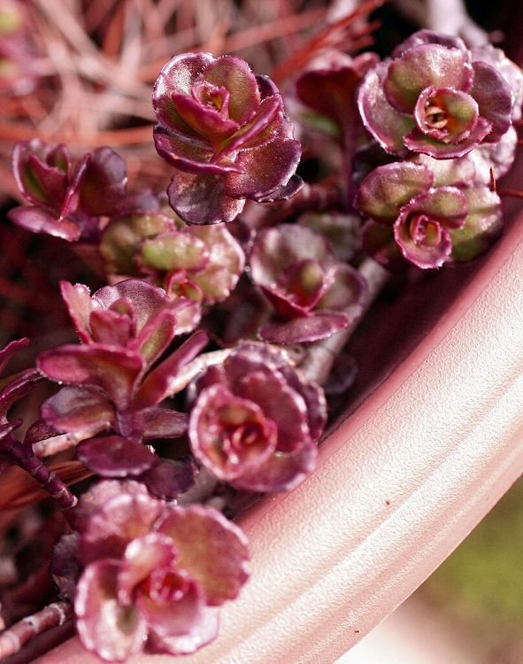 SEDUM SPURIUM DRAGON'S BLOOD