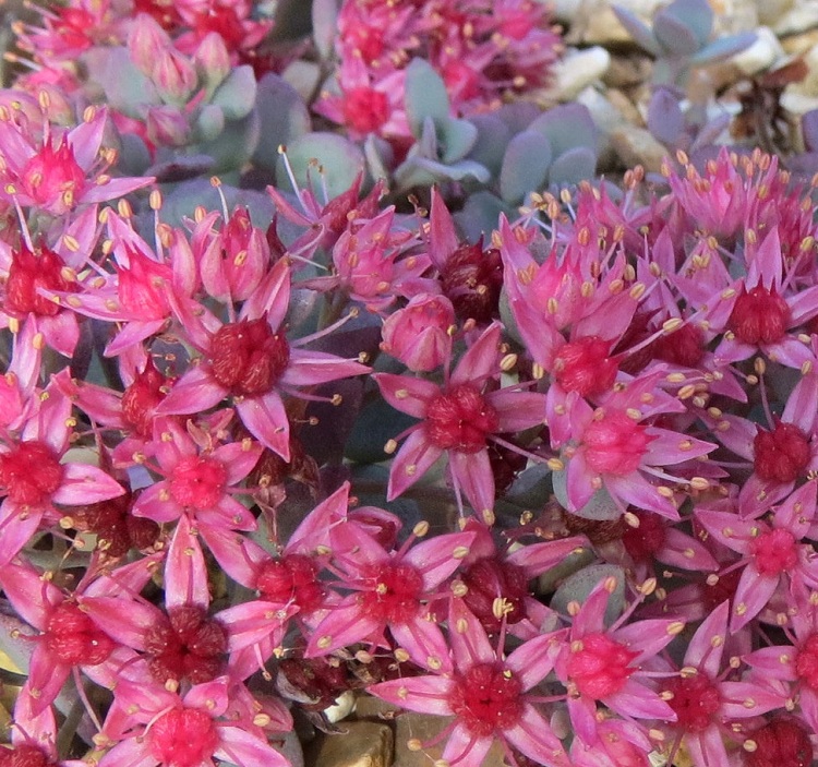 SEDUM CAUTICOLA LIDAKENSE