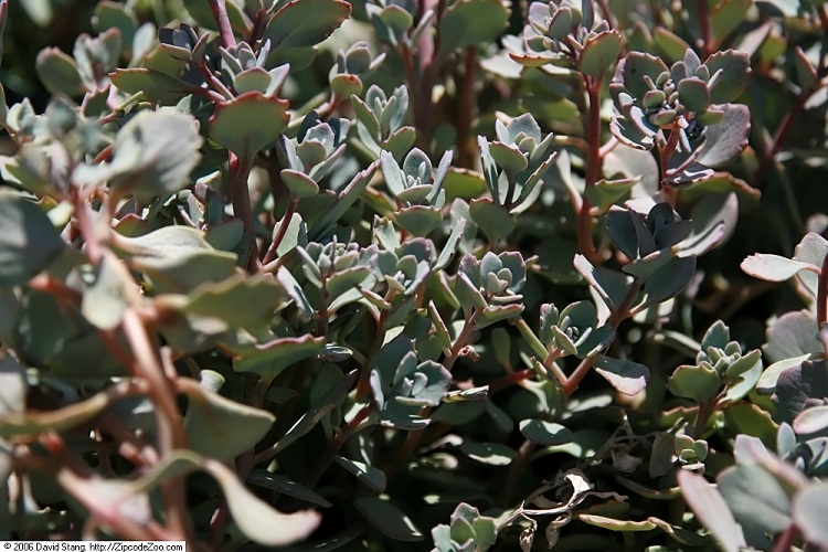 SEDUM CAUTICOLA LIDAKENSE