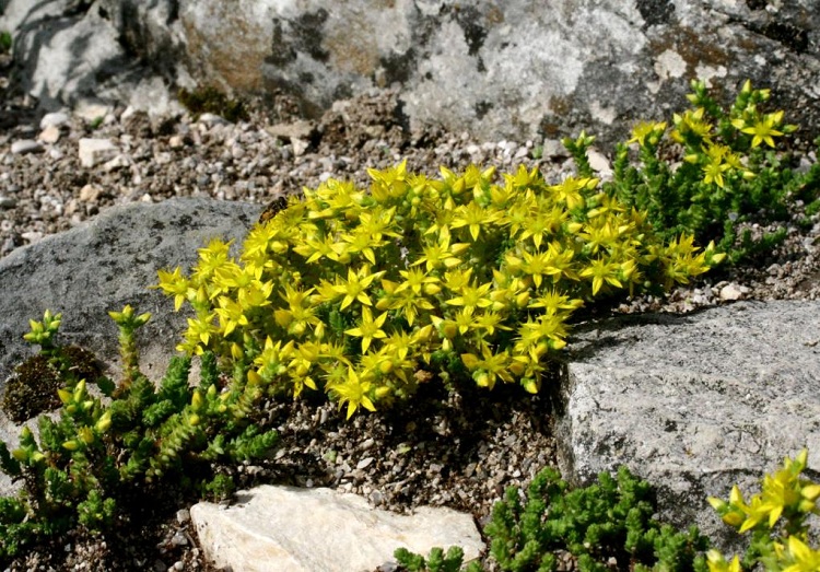 SEDUM ACRE YELLOW QUEEN