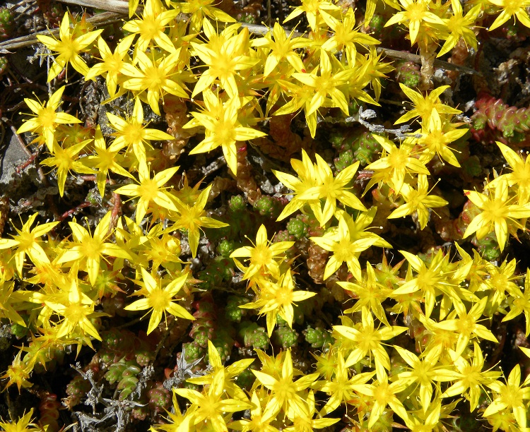 SEDUM ACRE YELLOW QUEEN
