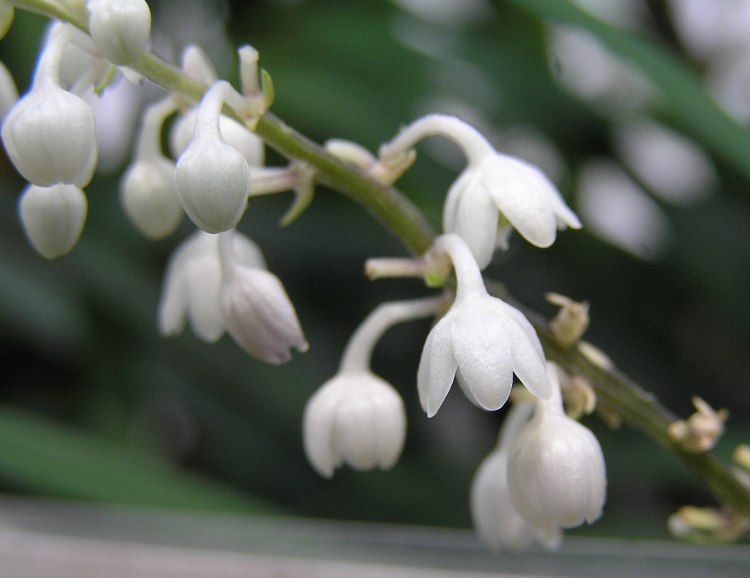 LIRIOPE MUSCARI MONROE WHITE