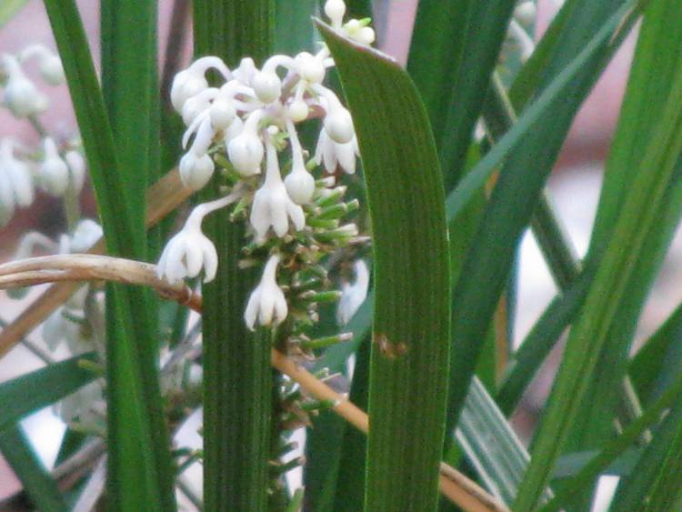 LIRIOPE MUSCARI MONROE WHITE