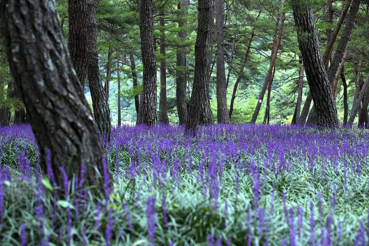 LIRIOPE MUSCARI BIG BLUE