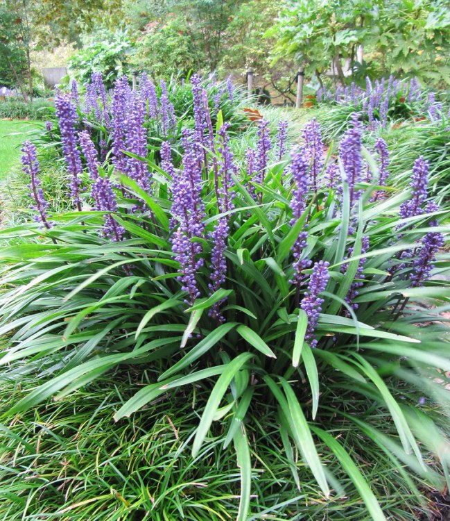LIRIOPE MUSCARI BIG BLUE