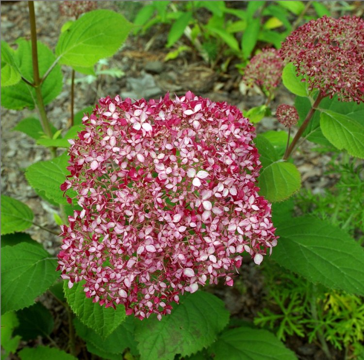 HYDRANGEA ARBORESCENS INVINCIBELLE