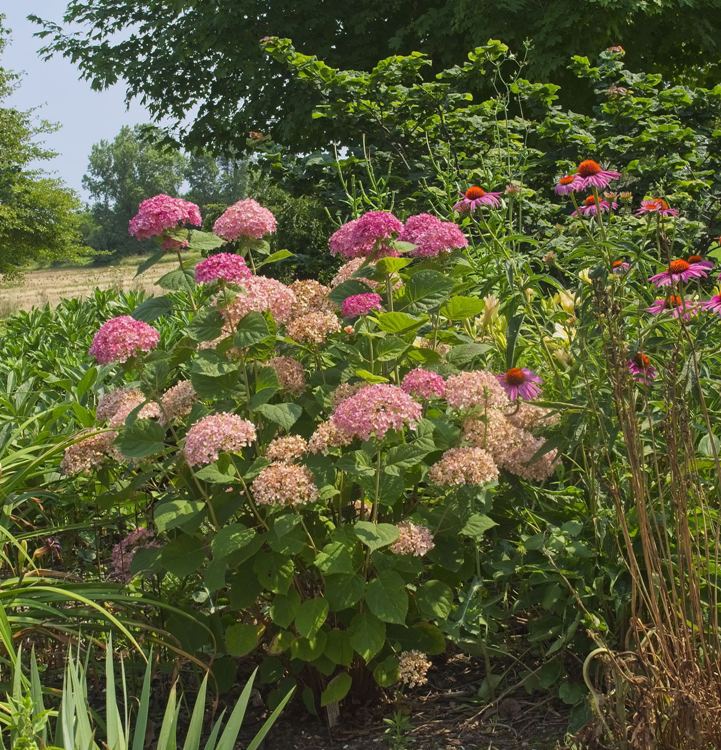HYDRANGEA ARBORESCENS INVINCIBELLE