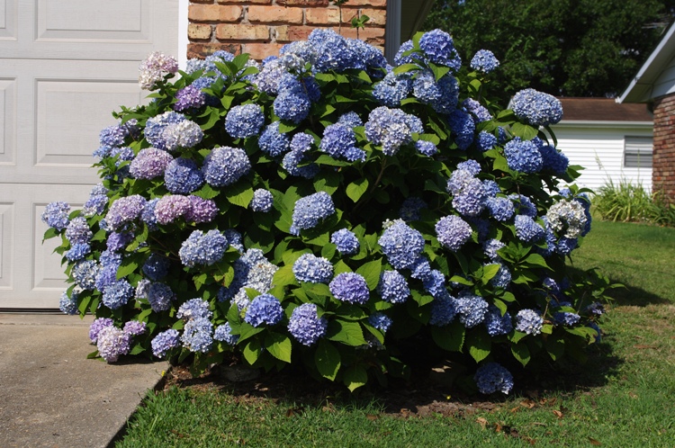 HYDRANGEA MACROPHYLLA ADRIA