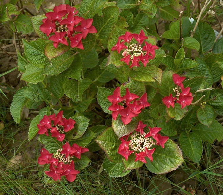 HYDRANGEA MACROPHYLLA TELLER ROTSHWARZ