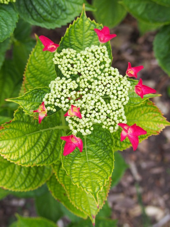 HYDRANGEA MACROPHYLLA TELLER ROTSHWARZ