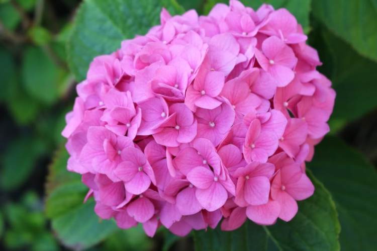 HYDRANGEA MACROPHYLLA ROSITA