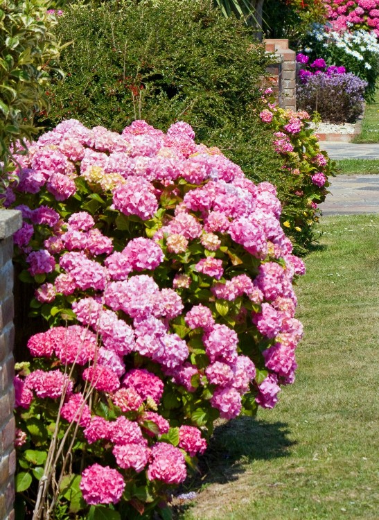 HYDRANGEA MACROPHYLLA ROSITA