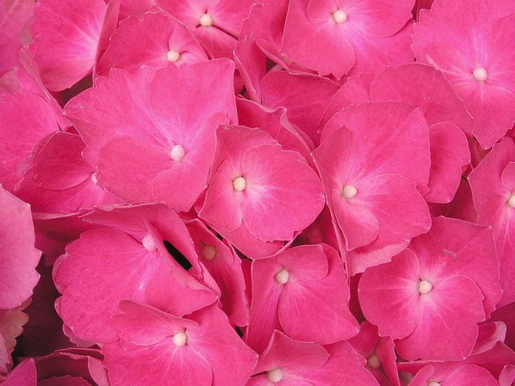 HYDRANGEA MACROPHYLLA MASJA