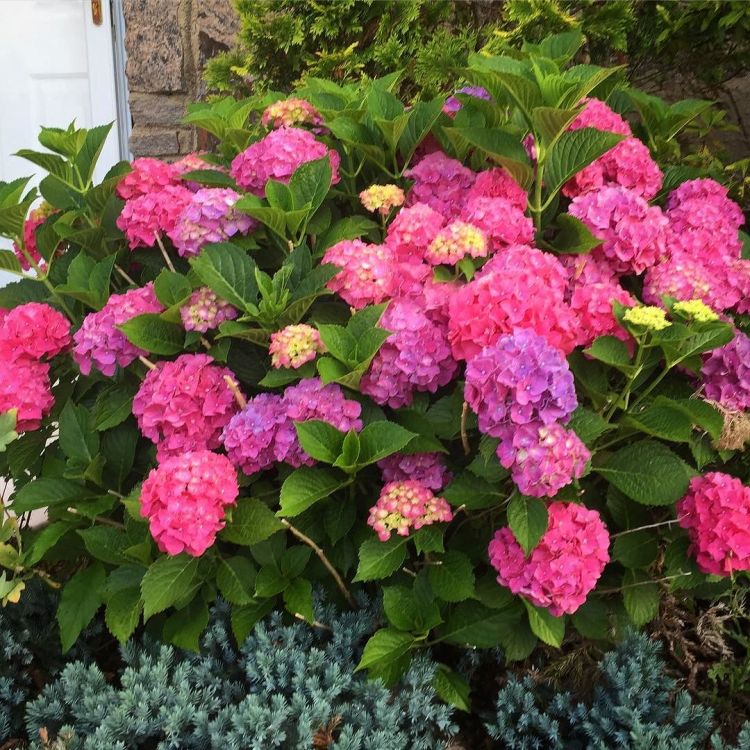 HYDRANGEA MACROPHYLLA MASJA