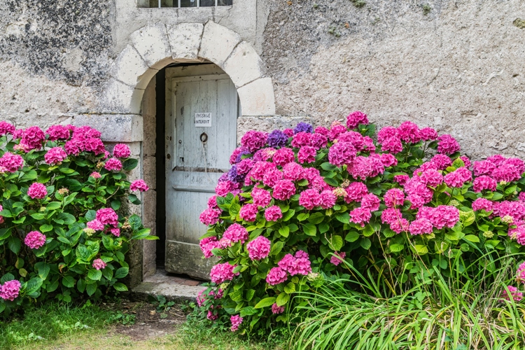 HYDRANGEA MACROPHYLLA LEUCHTEFEUER
