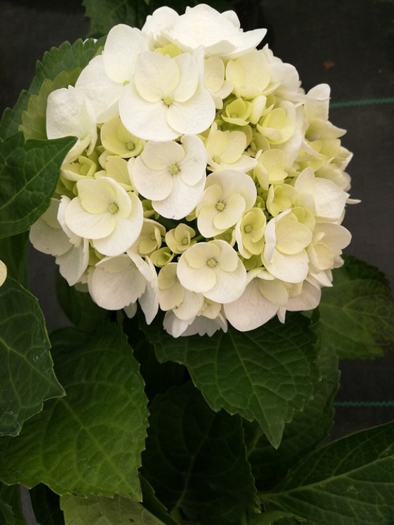 HYDRANGEA MACROPHYLLA M. EMILE MOULLIERE