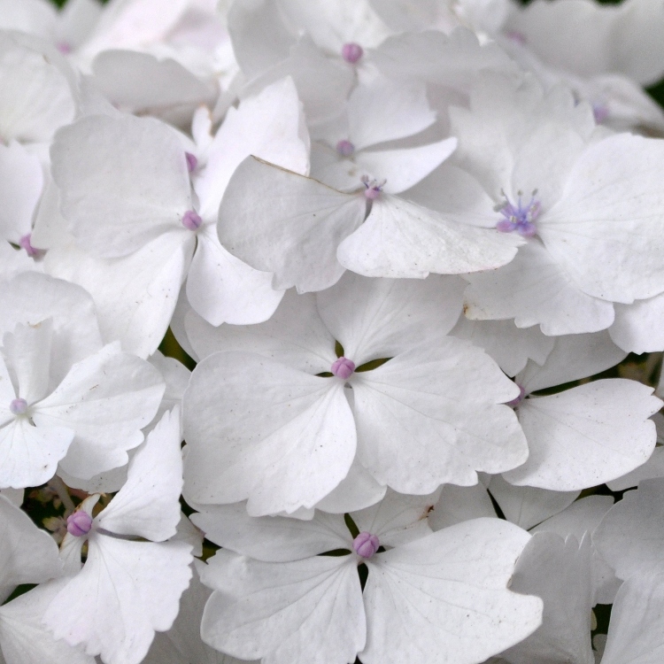 HYDRANGEA MACROPHYLLA M. EMILE MOULLIERE