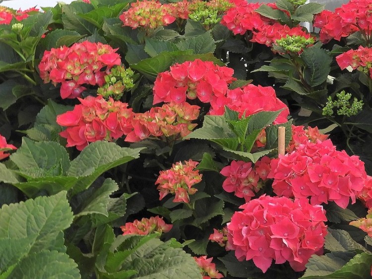 HYDRANGEA MACROPHYLLA FOLEUS PURPUREUS
