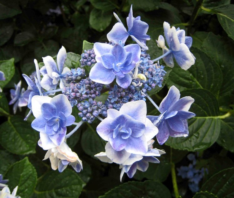 HYDRANGEA MACROPHYLLA ETOILE VIOLETTE