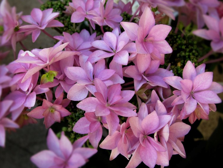 HYDRANGEA MACROPHYLLA ETOILE VIOLETTE