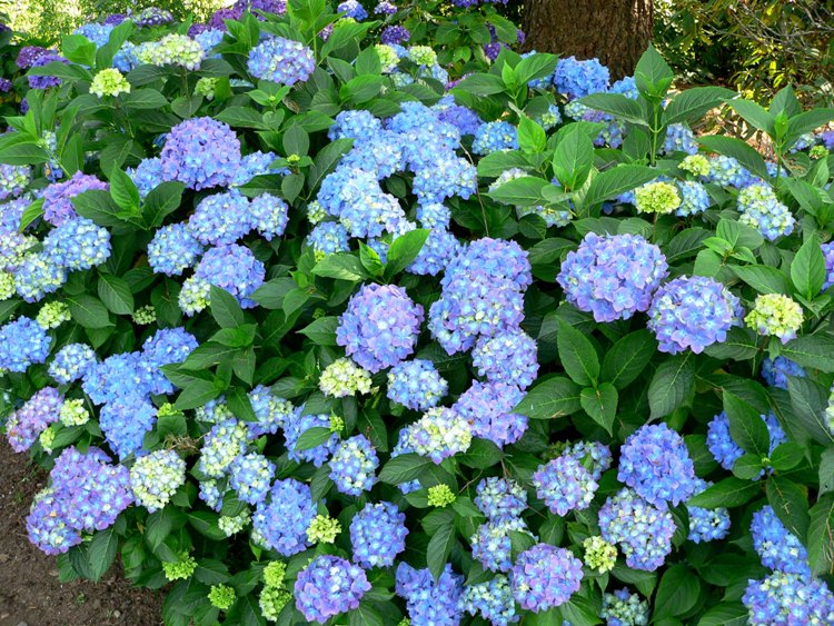 HYDRANGEA MACROPHYLLA EARLY BLUE