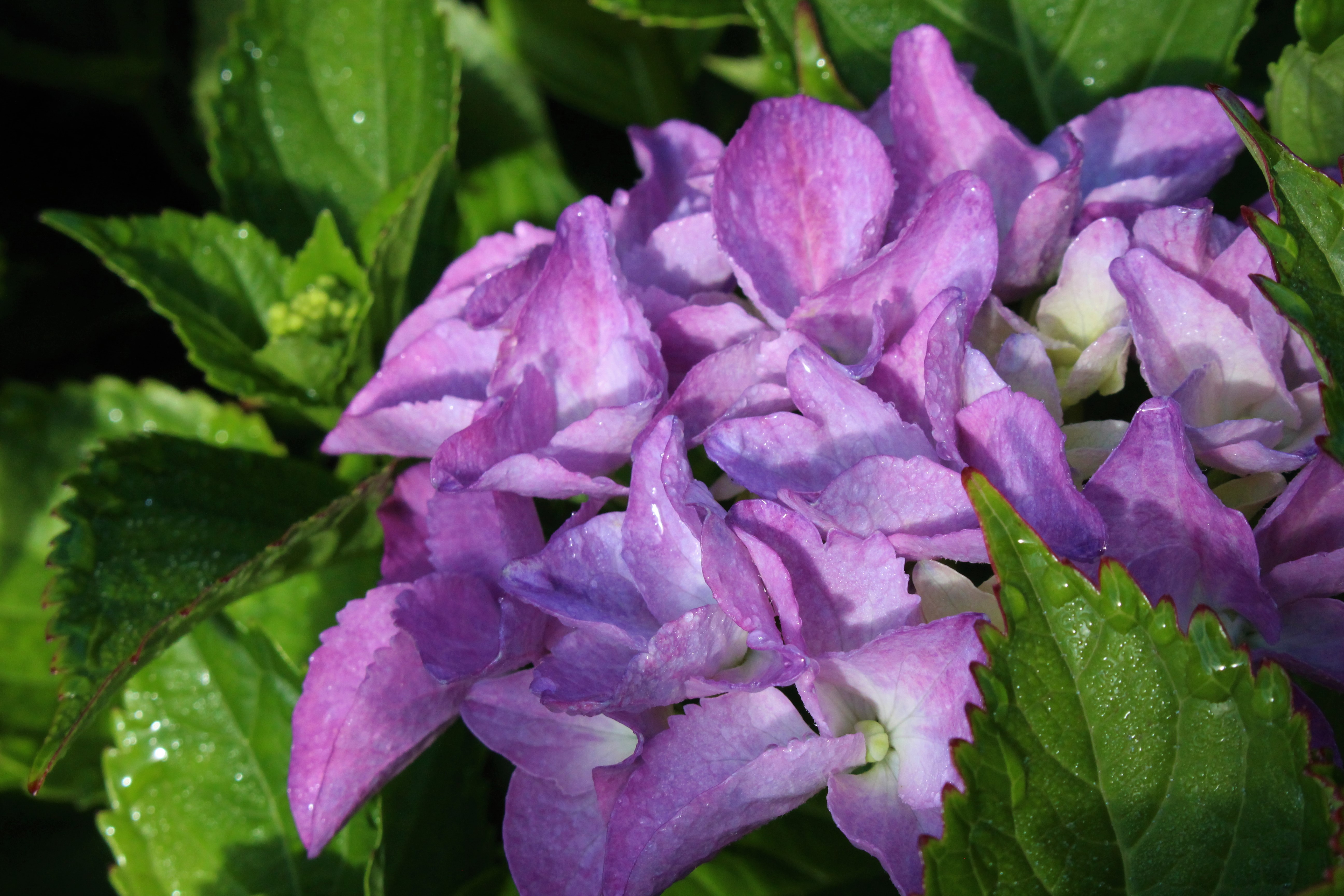 HYDRANGEA MACROPHYLLA EARLY BLUE