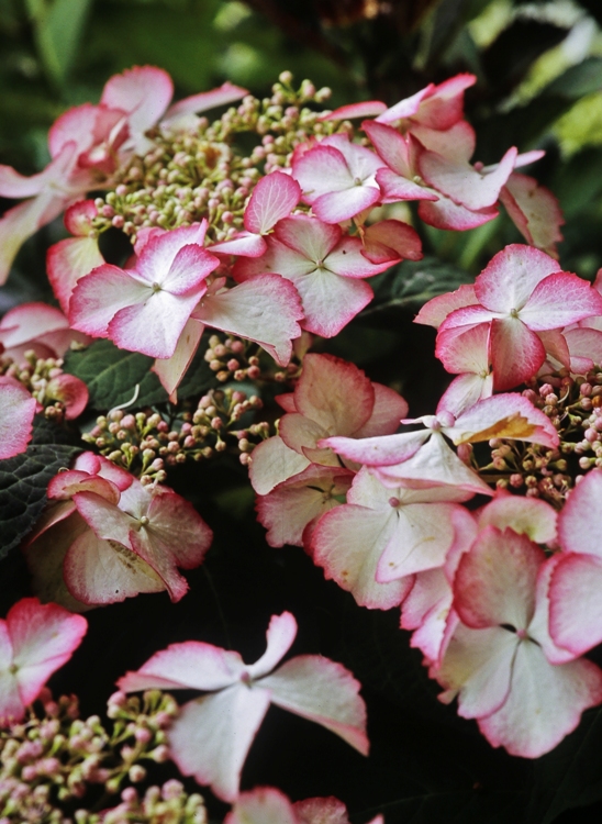 HYDRANGEA MACROPHYLLA DOLCE KISS