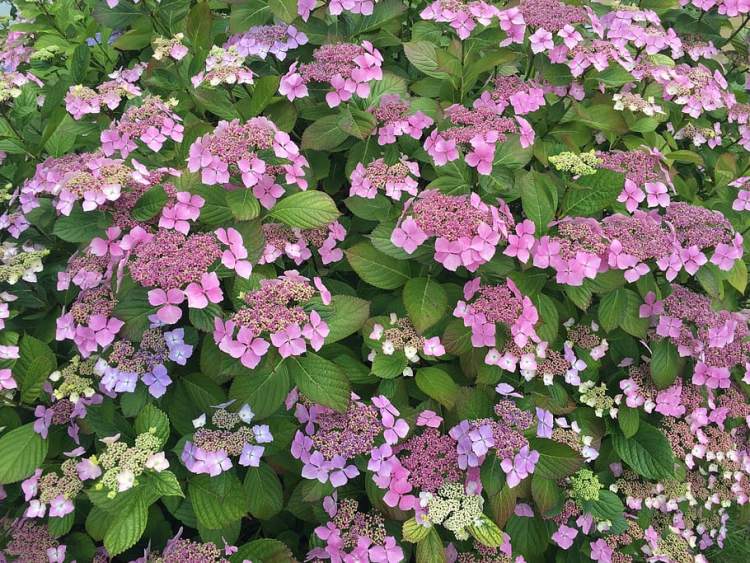 HYDRANGEA MACROPHYLLA DOLCE GYPSY