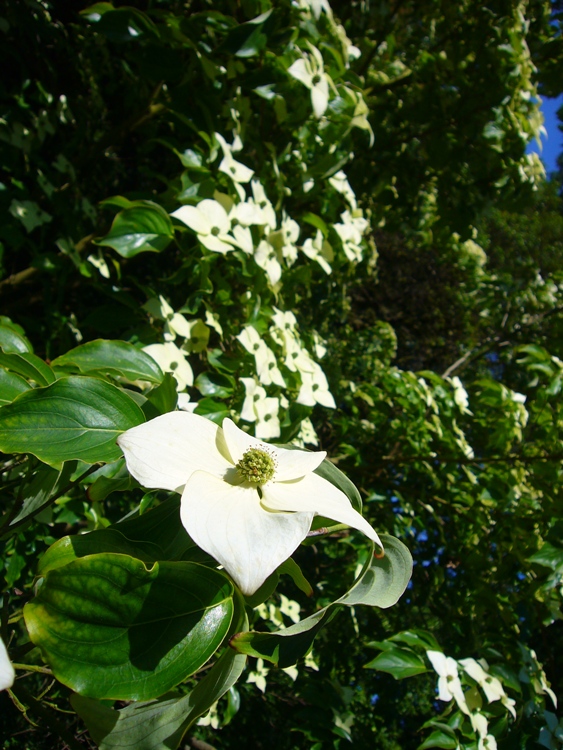 CORNUS KOUSA CHINENSIS CHINA GIRL