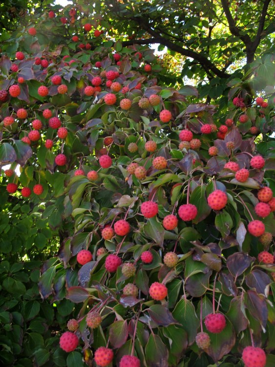 CORNUS KOUSA CHINENSIS CHINA GIRL