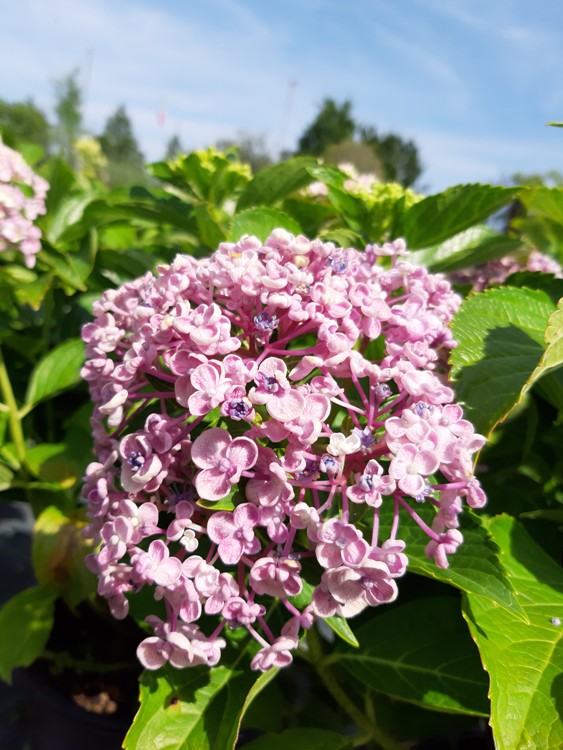 HYDRANGEA MACROPHYLLA AYESHA