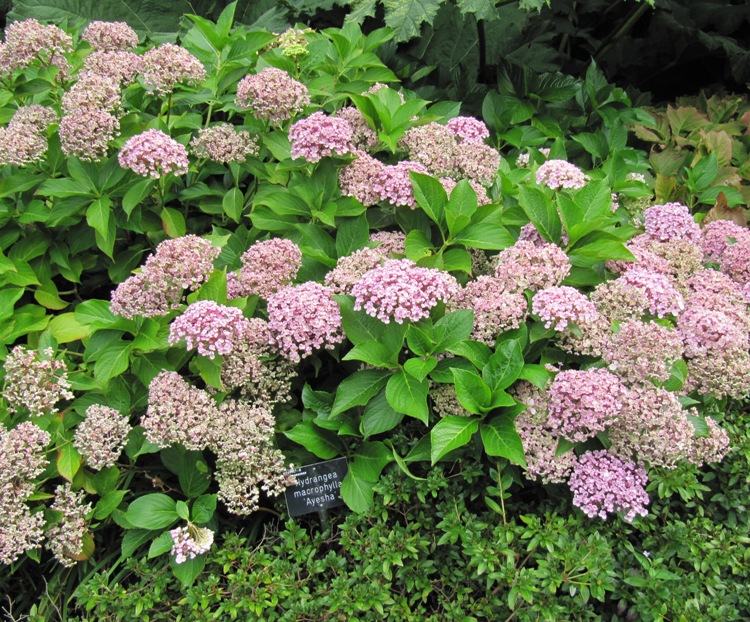 HYDRANGEA MACROPHYLLA AYESHA