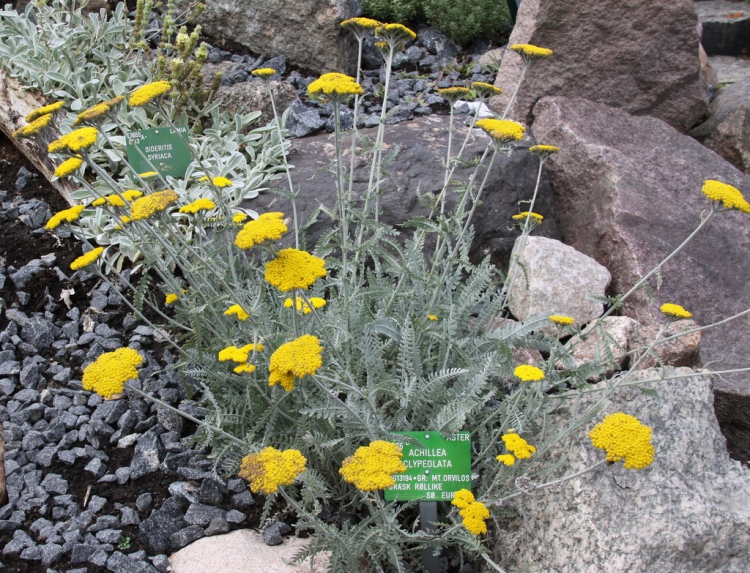 ACHILLEA CLYPEOLATA